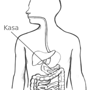 Pancreatic cancer — anatomy and immune response