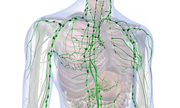 The human lymphatic system diagram