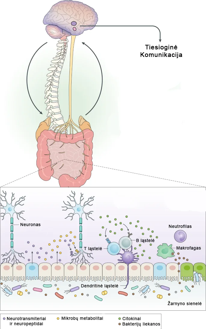 Brain-gut axis communication